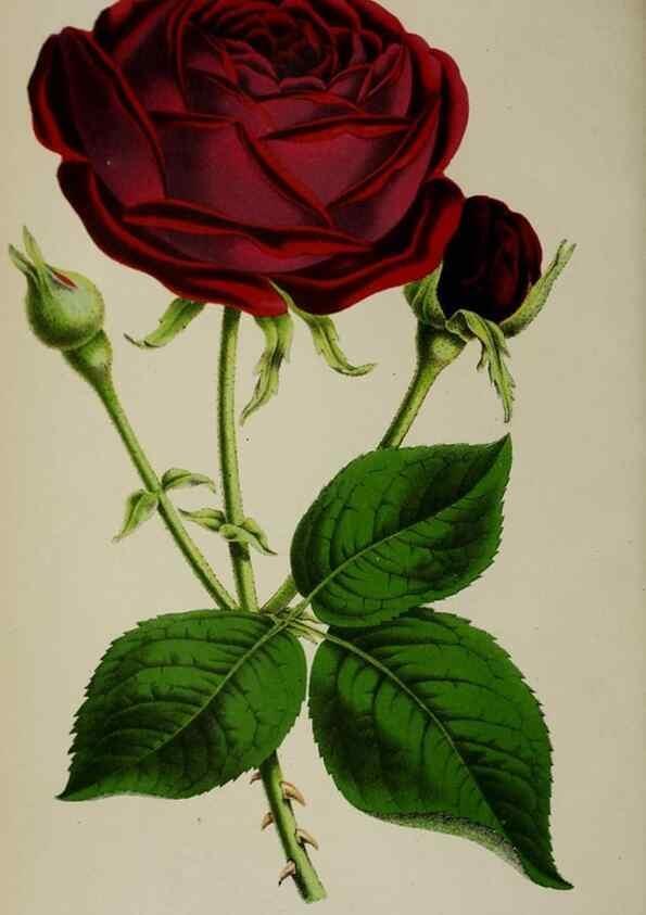 Reproducción/Reproduction 49167712573: Belgique horticole.. Liége.. 