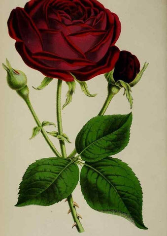 Reproducción/Reproduction 49167712573: Belgique horticole.. Liége.. 