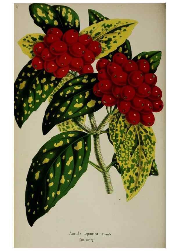 Reproducción/Reproduction 49167712833: Belgique horticole.. Liége.. 