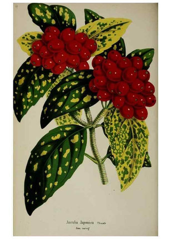 Reproducción/Reproduction 49167712833: Belgique horticole.. Liége.. 