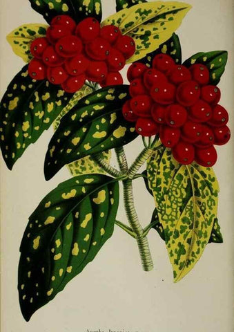 Reproducción/Reproduction 49167712833: Belgique horticole.. Liége.. 