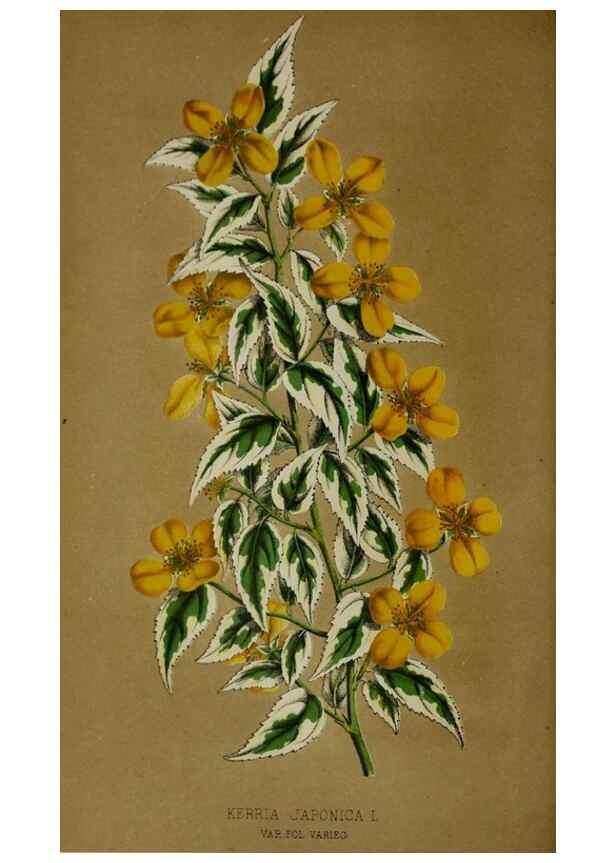 Reproducción/Reproduction 49168421352: Belgique horticole.. Liége.. 
