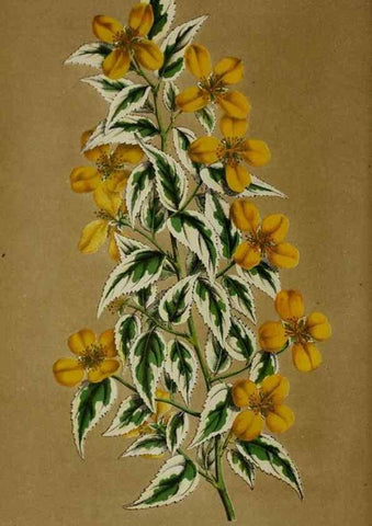 Reproducción/Reproduction 49168421352: Belgique horticole.. Liége.. 