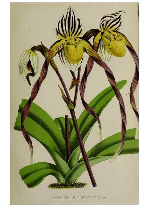 Reproducción/Reproduction 49167713548: Belgique horticole.. Liége.. 