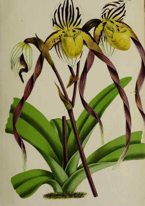 Reproducción/Reproduction 49167713548: Belgique horticole.. Liége.. 