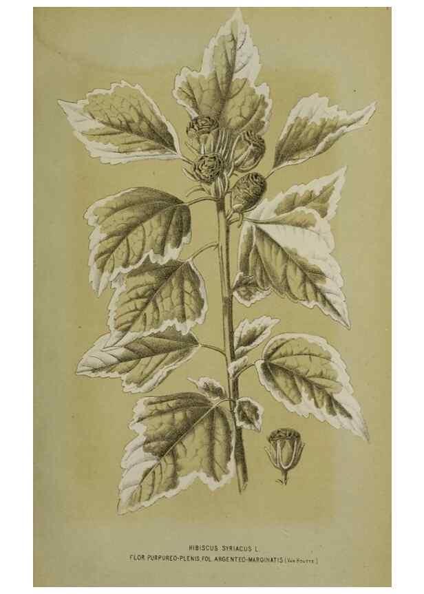 Reproducción/Reproduction 49164799486: Belgique horticole.. Liége.. 