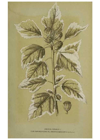 Reproducción/Reproduction 49164799486: Belgique horticole.. Liége.. 