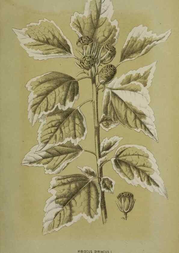 Reproducción/Reproduction 49164799486: Belgique horticole.. Liége.. 