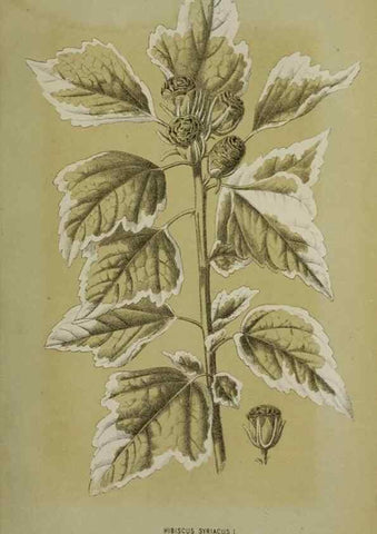 Reproducción/Reproduction 49164799486: Belgique horticole.. Liége.. 