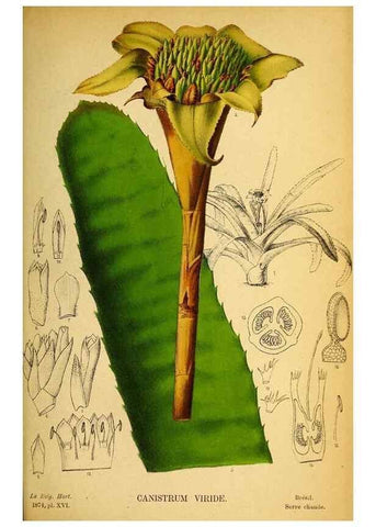 Reproducción/Reproduction 49158672516: Belgique horticole.. Liége.. 