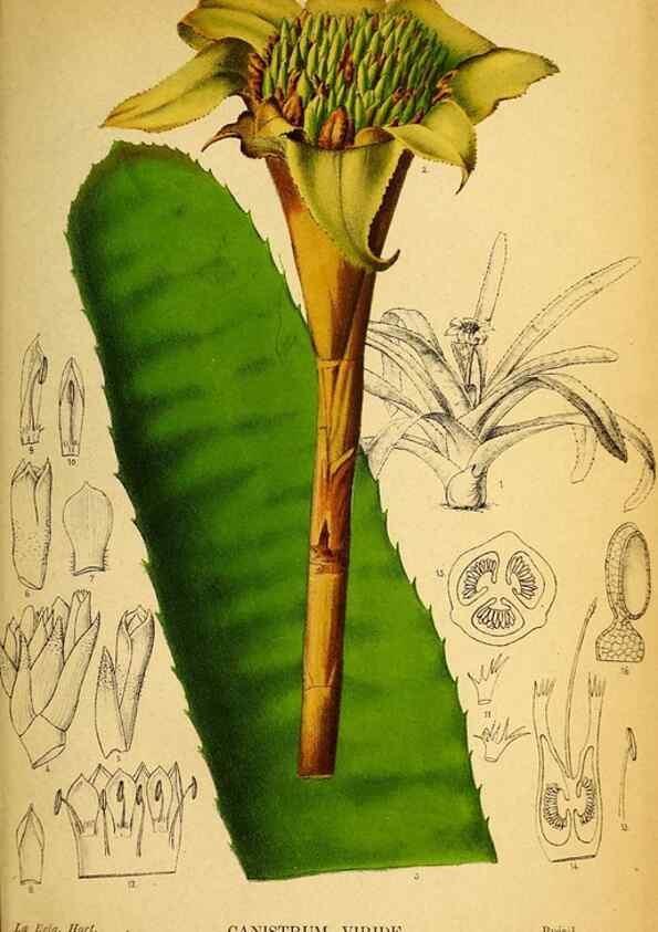 Reproducción/Reproduction 49158672516: Belgique horticole.. Liége.. 