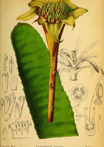 Reproducción/Reproduction 49158672516: Belgique horticole.. Liége.. 
