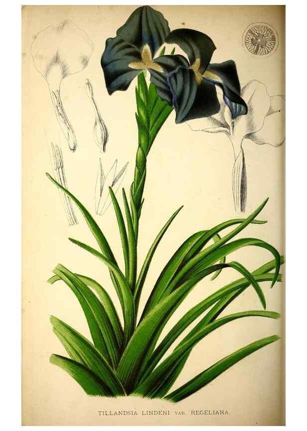 Reproducción/Reproduction 49164383007: Belgique horticole.. Liége.. 