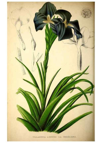 Reproducción/Reproduction 49164383007: Belgique horticole.. Liége.. 