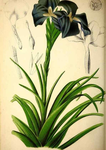 Reproducción/Reproduction 49164383007: Belgique horticole.. Liége.. 