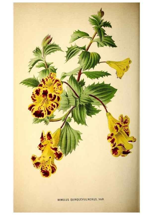 Reproducción/Reproduction 49164382367: Belgique horticole.. Liége.. 