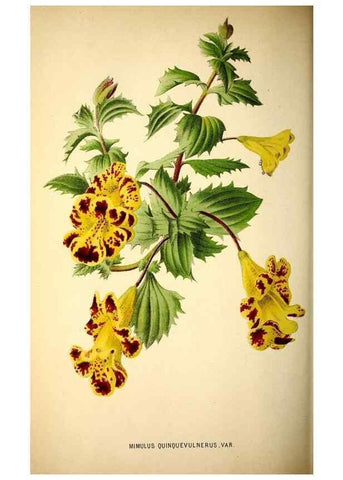 Reproducción/Reproduction 49164382367: Belgique horticole.. Liége.. 