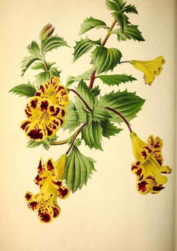 Reproducción/Reproduction 49164382367: Belgique horticole.. Liége.. 
