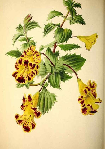 Reproducción/Reproduction 49164382367: Belgique horticole.. Liége.. 