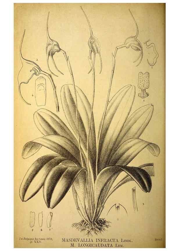 Reproducción/Reproduction 49163711117: Belgique horticole.. Liége.. 