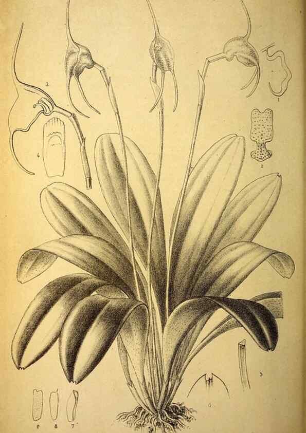 Reproducción/Reproduction 49163711117: Belgique horticole.. Liége.. 