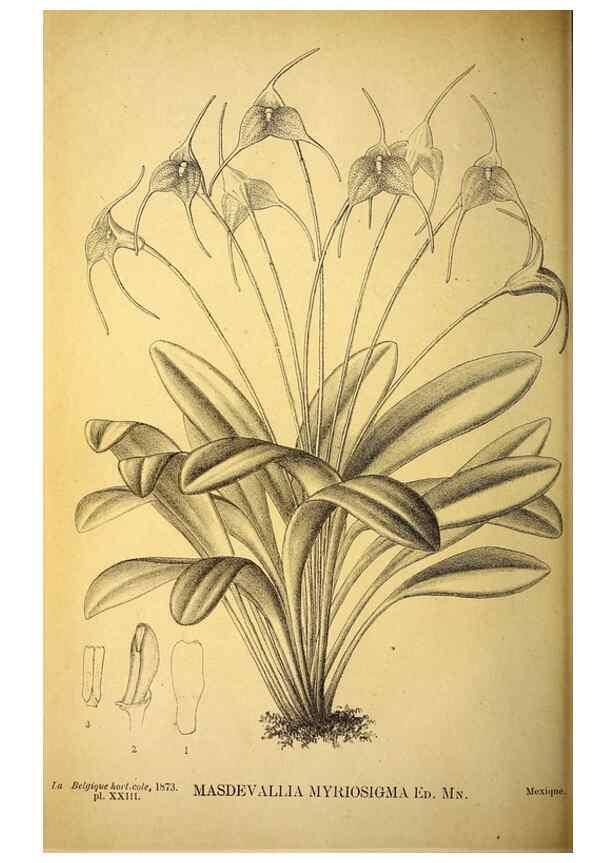 Reproducción/Reproduction 49163711462: Belgique horticole.. Liége.. 