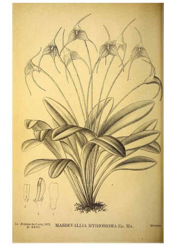 Reproducción/Reproduction 49163711462: Belgique horticole.. Liége.. 