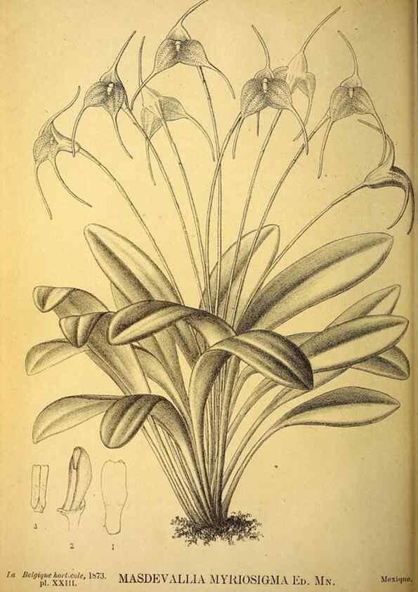 Reproducción/Reproduction 49163711462: Belgique horticole.. Liége.. 