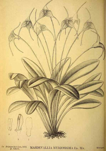 Reproducción/Reproduction 49163711462: Belgique horticole.. Liége.. 