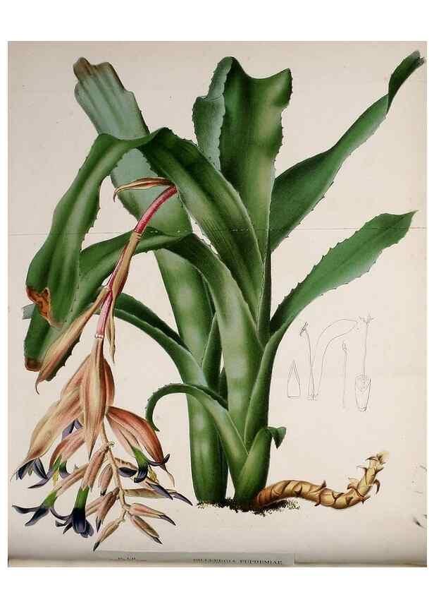 Reproducción/Reproduction 49164134127: Belgique horticole.. Liége.. 