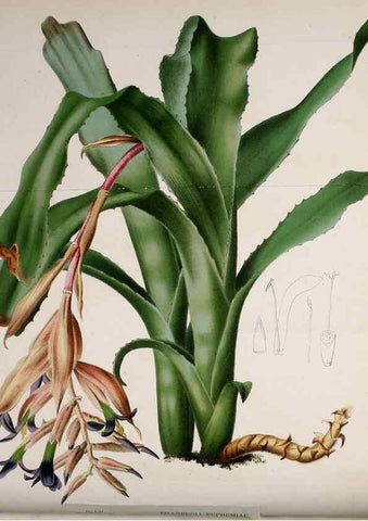 Reproducción/Reproduction 49164134127: Belgique horticole.. Liége.. 