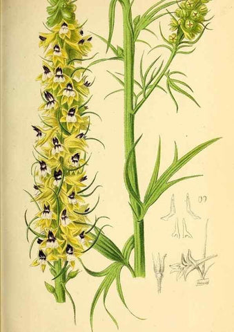 Reproducción/Reproduction 49163417218: Belgique horticole.. Liége.. 