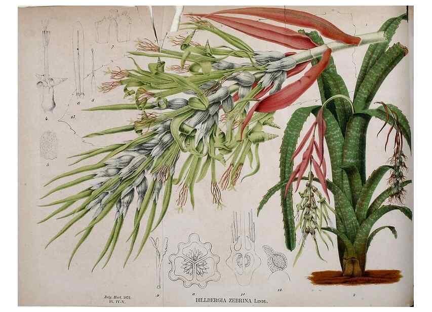 Reproducción/Reproduction 49163417523: Belgique horticole.. Liége.. 