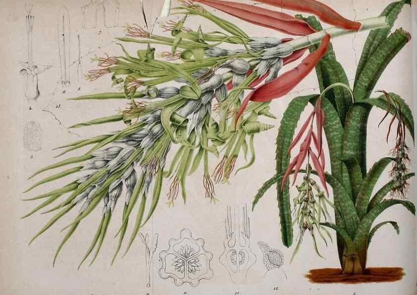 Reproducción/Reproduction 49163417523: Belgique horticole.. Liége.. 
