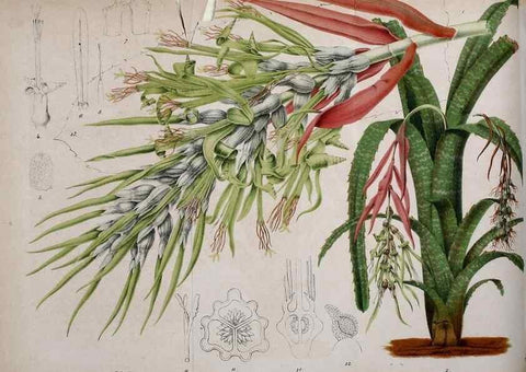 Reproducción/Reproduction 49163417523: Belgique horticole.. Liége.. 