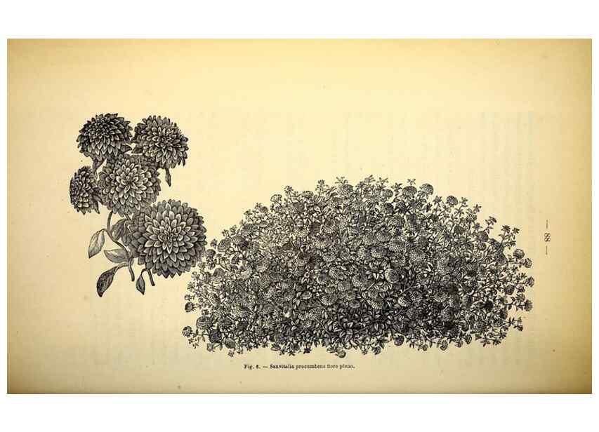 Reproducción/Reproduction 49164135057: Belgique horticole.. Liége.. 