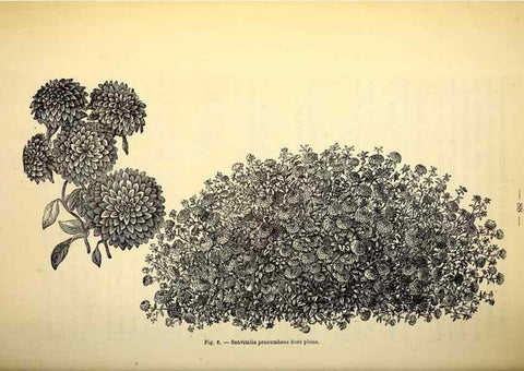 Reproducción/Reproduction 49164135057: Belgique horticole.. Liége.. 