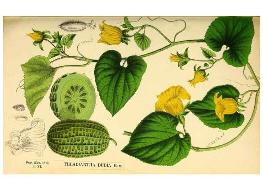 Reproducción/Reproduction 49164135417: Belgique horticole.. Liége.. 