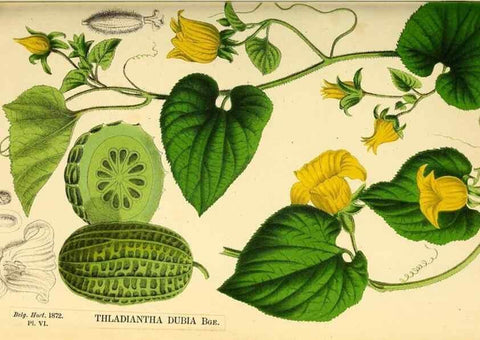 Reproducción/Reproduction 49164135417: Belgique horticole.. Liége.. 