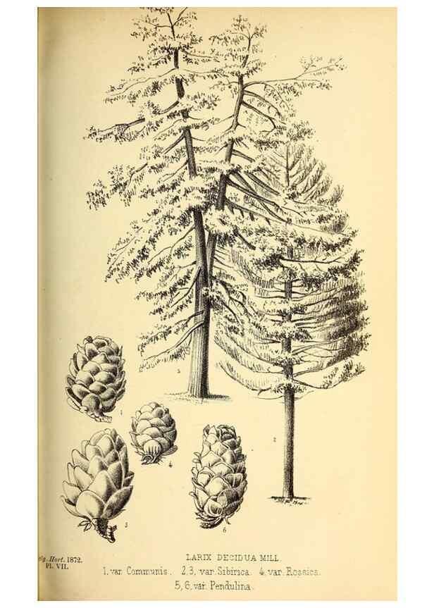 Reproducción/Reproduction 49163418523: Belgique horticole.. Liége.. 