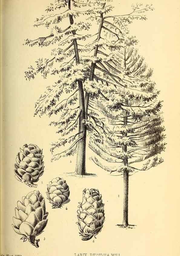 Reproducción/Reproduction 49163418523: Belgique horticole.. Liége.. 