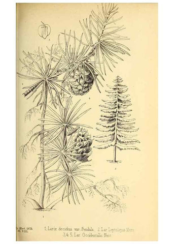 Reproducción/Reproduction 49163418823: Belgique horticole.. Liége.. 