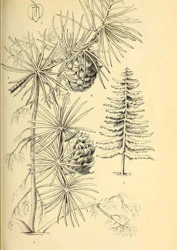 Reproducción/Reproduction 49163418823: Belgique horticole.. Liége.. 