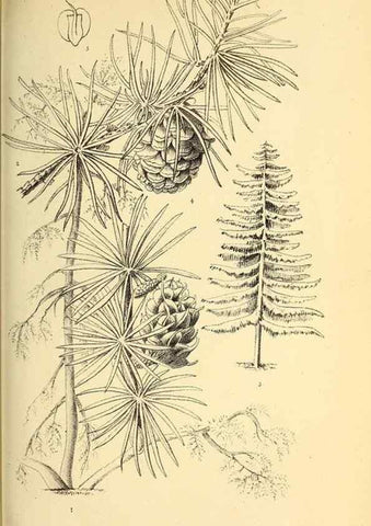 Reproducción/Reproduction 49163418823: Belgique horticole.. Liége.. 