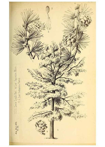 Reproducción/Reproduction 49163902846: Belgique horticole.. Liége.. 
