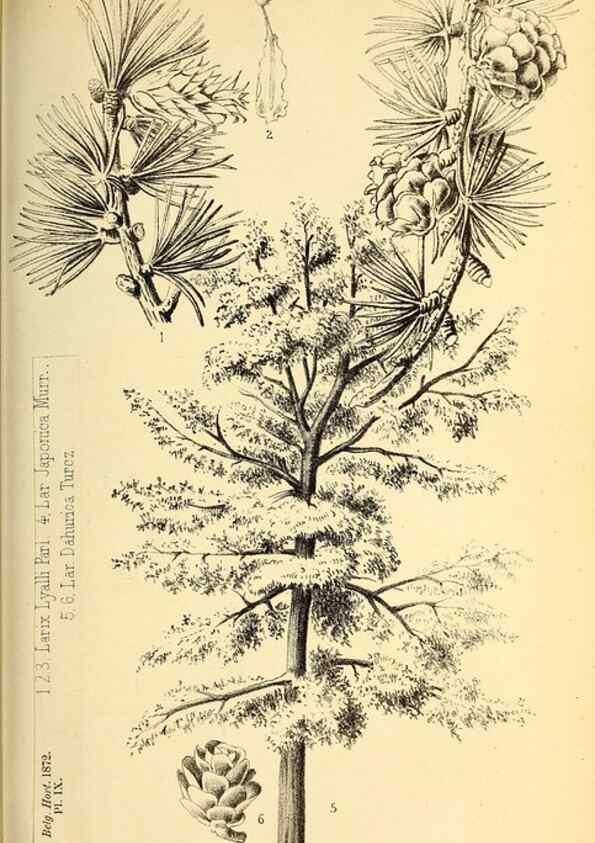 Reproducción/Reproduction 49163902846: Belgique horticole.. Liége.. 