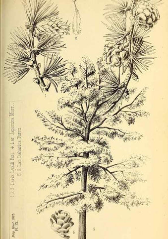 Reproducción/Reproduction 49163902846: Belgique horticole.. Liége.. 