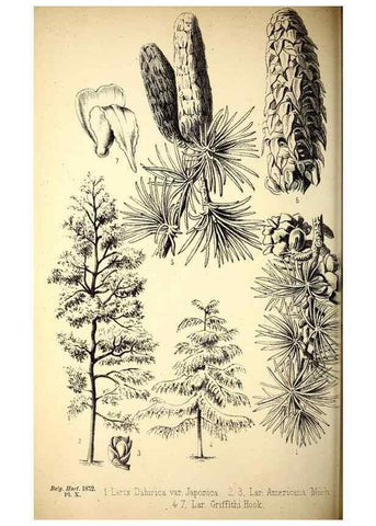 Reproducción/Reproduction 49163903211: Belgique horticole.. Liége.. 