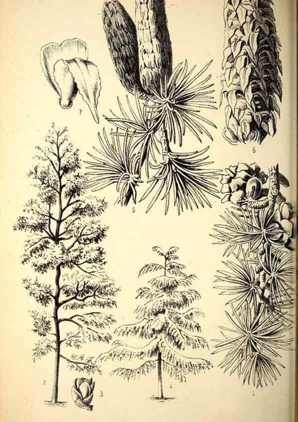 Reproducción/Reproduction 49163903211: Belgique horticole.. Liége.. 