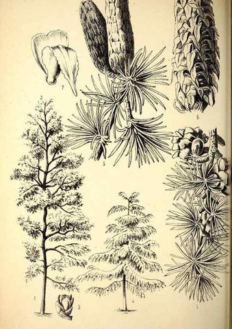 Reproducción/Reproduction 49163903211: Belgique horticole.. Liége.. 
